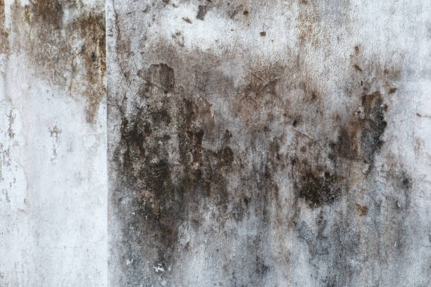 Mold Documentation for Insurance Claims in Hollywood, SC