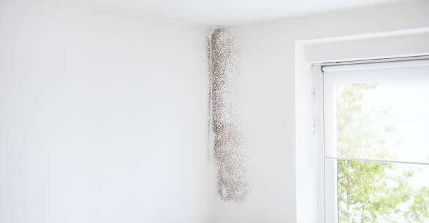 Best Asbestos and Lead Testing During Mold Inspection  in Hollywood, SC