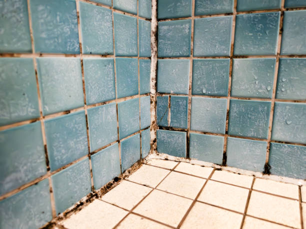 Best Industrial Mold Remediation  in Hollywood, SC