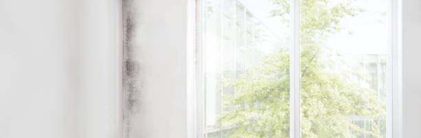 Best Emergency Mold Remediation  in Hollywood, SC