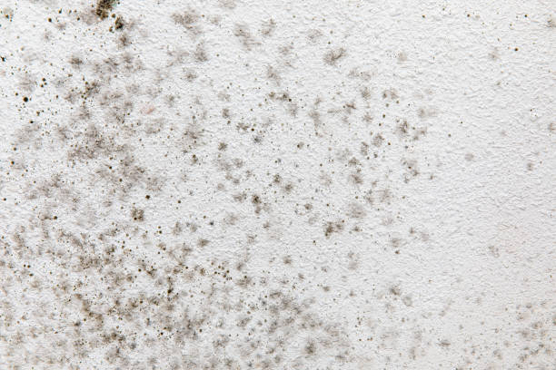 Best Mold Removal for HVAC Installations  in Hollywood, SC