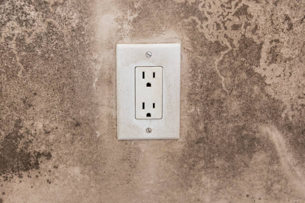  Hollywood, SC Mold Removal Pros