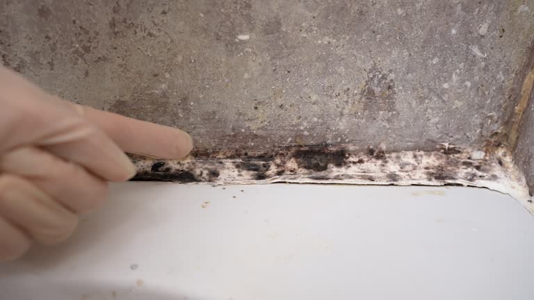 Hollywood, SC Mold Removal Company