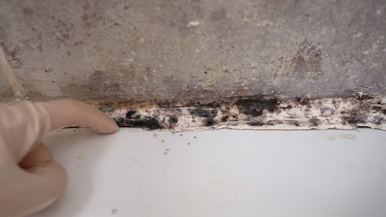 Best Post-Construction Mold Inspection  in Hollywood, SC