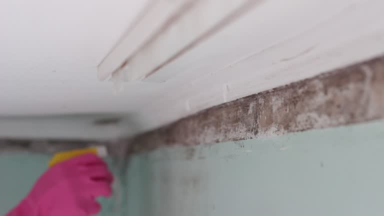 Best Black Mold Removal  in Hollywood, SC
